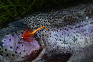 Alternative view of Wooly Bugger - Fl.Orange
