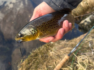 Alternative view of Wooly Bugger - Sort