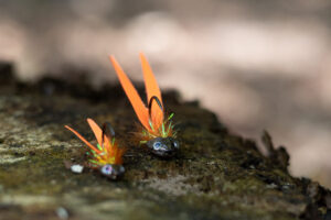 Alternative view of Small Sculpin Double Tail - Orange