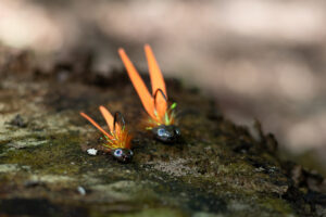 Alternative view of Mini Sculpin Double Tail - Orange